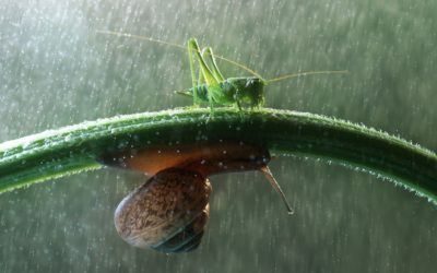 Wet Weather Gardening: 6 Tips When The Rain Just Won’t Go Away