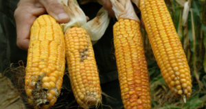 GMO Corn No Longer Pest-Resistant, These Farmers Say