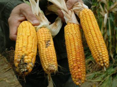 GMO Corn No Longer Pest-Resistant, Farmers Say
