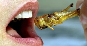 3 Bugs You Could — And Should — Be Eating