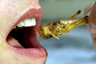 3 Bugs You Could -- And Should -- Be Eating