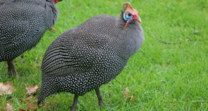 7 Reasons Your Homestead Needs Guinea Fowl