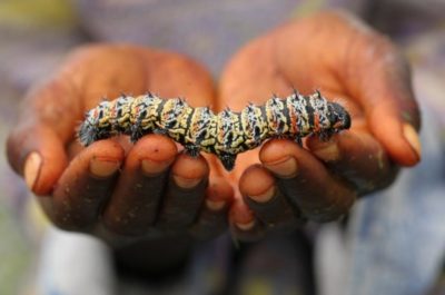 Mopane caterpillars. Image source: NYDailyNews