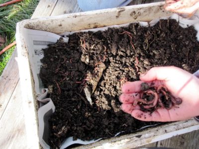 composting with worms