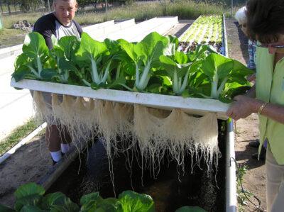 aquaponics system (How Home Aquaponics Can Deliver A Perpetual Supply Of Food)