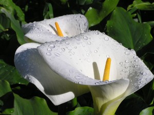 cala zily -- plantingflowerbulbs