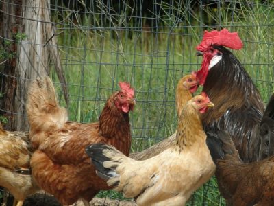 Secrets To Predator-Proofing Your Chicken Coop
