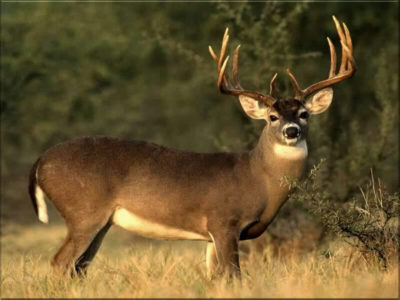 Essential Tips For Bagging Your Record Buck This Deer-Hunting Season Image source: Photobucket