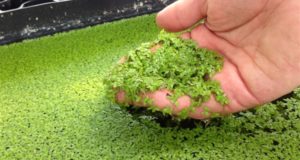 Feed Your Livestock AND Your Family With Prolific, Fast-Growing Duckweed