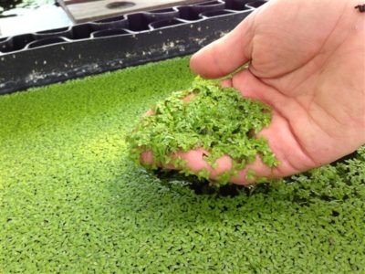 Feed Your Livestock AND Your Family With Prolific, Fast-Growing Duckweed