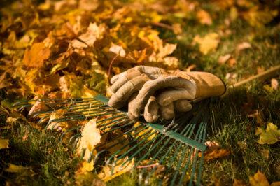 Tips For A Better Fall Garden