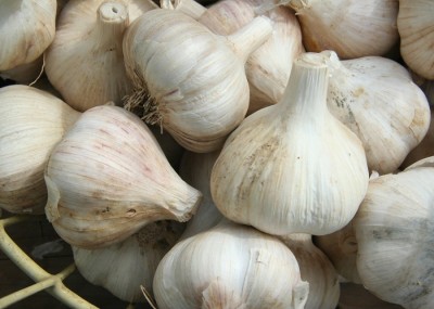 garlic -- wikipedia