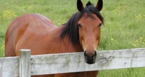 Homestead Horses: A Boon Or A Disaster Waiting To Happen?