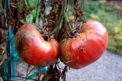 The Secret To Saving Your Tomatoes From Late Blight