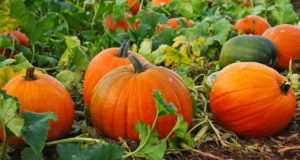 New Ideas For Cooking Harvest-Time Pumpkins