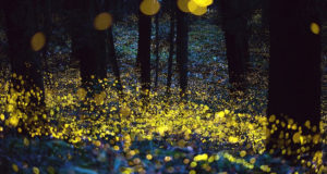 Where Have All The Fireflies Gone?