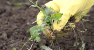 How To Kill Every Weed In Your Garden Without Chemicals