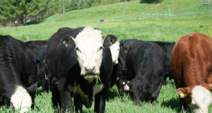 New GMO Grass Could Spell The End Of Grass-Fed Beef