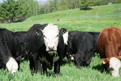 New GMO Grass Could Spell The End Of Grass-Fed Beef