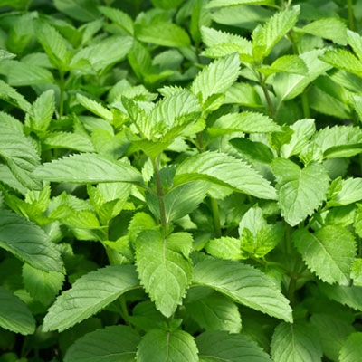 6 Powerful And Surprising Medicinal Uses For Mint