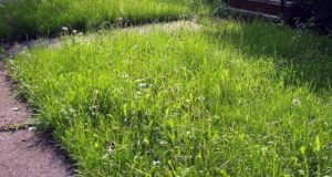 Homeowner Jailed For Tall Grass