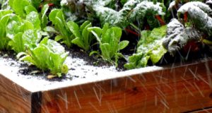 5 Ways To Beat Old Man Winter And Grow Veggies During Cold Weather