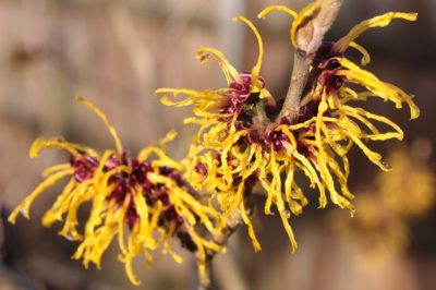 12 Extraordinary Uses For Witch Hazel That Heal, Soothe And Beautify 