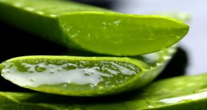 8 Amazing Uses For Homegrown Aloe Vera (That Have Nothing To Do With Sunburns)