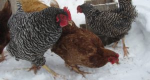 How Table Scraps Can Help Your Chickens Thrive This Winter