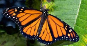 It’s Monarchs Vs. Monsanto In Endangered Species Debate
