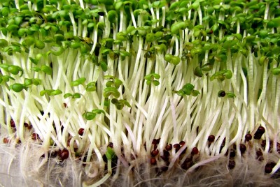 sprouting -- baumancollege