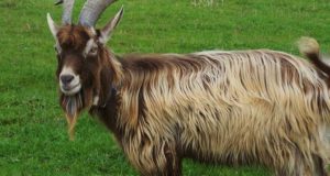 7 Dairy Goat Breeds Homesteaders Simply Love