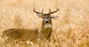 Simple Tactics To Bag A Deer This Hunting Season