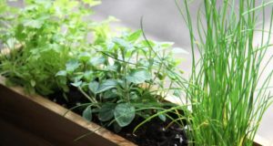 6 Windowsill Herbs Your Family (And Tastebuds) Will Love