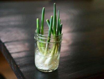 regrow veggies 2 -- wonderhowtoDOTcom