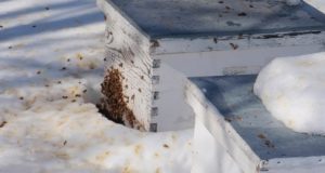 Helping Your Bees Survive Even The Harshest Winter
