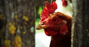 Homestead Chickens 101: What You Need To Know To Get Started