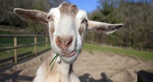 7 Reasons Your Homestead Needs Goats – Not Cows