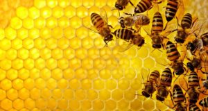 The Secret (And Miraculous) Honeybee ‘Medicine’ That Can Heal Almost Anything