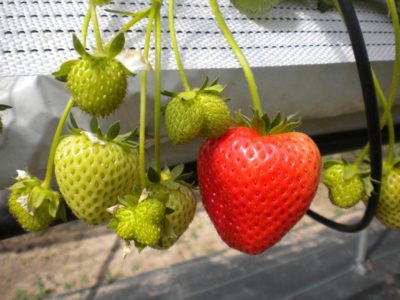Image source: strawberryplants.ie