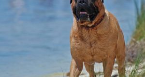 The 10 Very Best Guard Dogs For Security