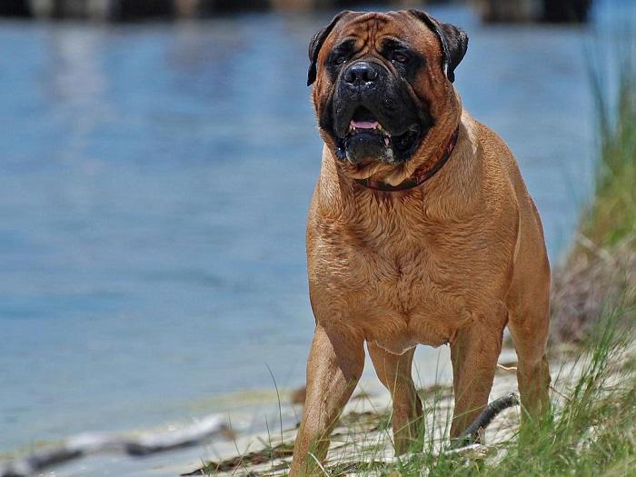 bullmastiff security