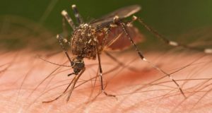 New Drug-Resistant Malaria Strain Could Kill Millions, Says Report