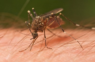 mosquito -- wikipedia