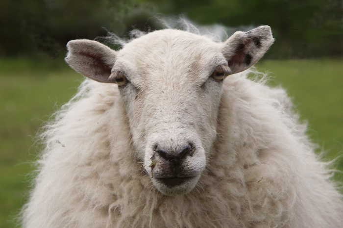 Fiber Livestock: 5 Animals For DIY Clothes - Off The Grid News