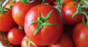 Monsanto Tried Patenting ALL-NATURAL Tomatoes