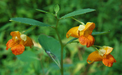 Jewelweed: Image source: Discoverlife.org