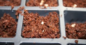 The Quickest Way To Make Your Own Organic Seed-Starting Soil