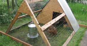 How Chicken Tractors Can Increase Egg Production – And Get Rid Of That Nasty ‘Coop Smell,’ Too