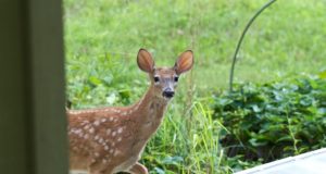 3 All-Natural Ways To Rid Your Garden Of Deer